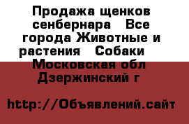Продажа щенков сенбернара - Все города Животные и растения » Собаки   . Московская обл.,Дзержинский г.